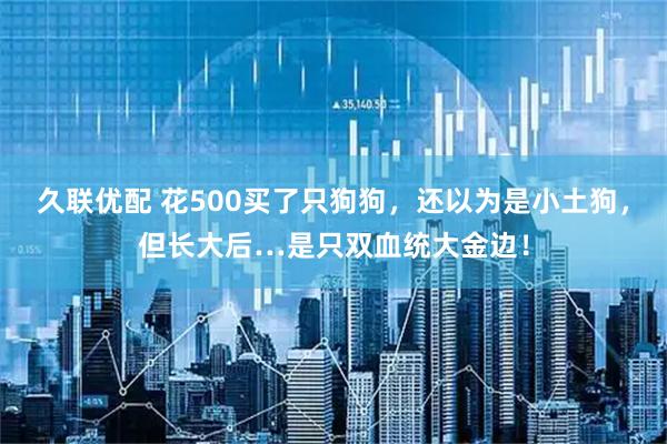 久联优配 花500买了只狗狗，还以为是小土狗，但长大后…是只双血统大金边！